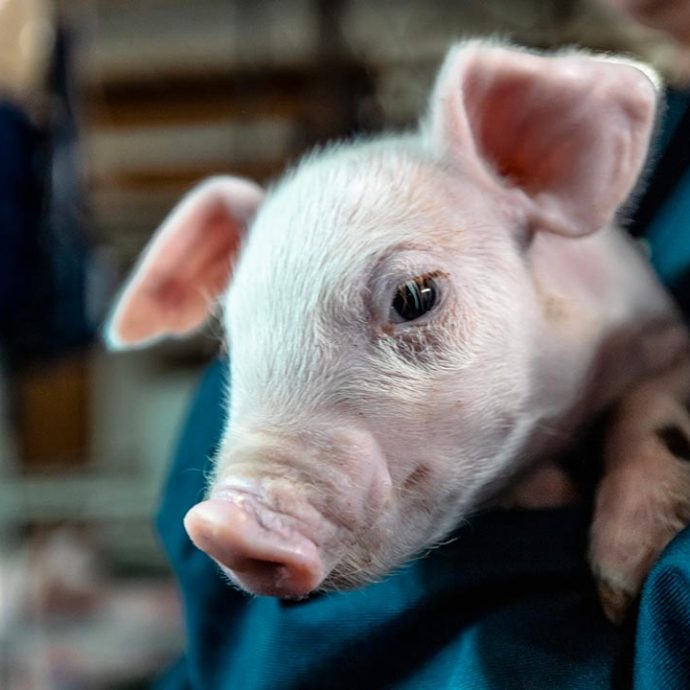 Production porcine - VIVACO