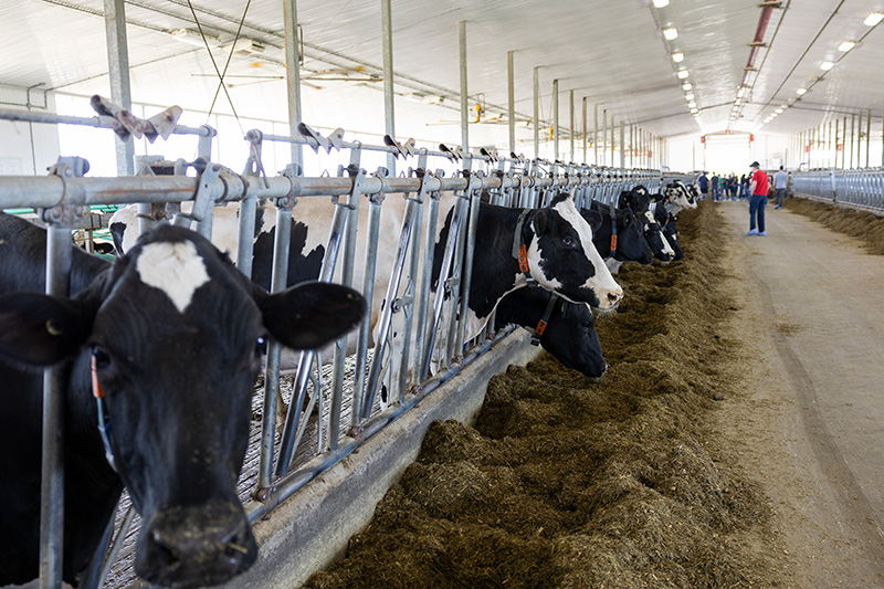 Vache en transition - VIVACO