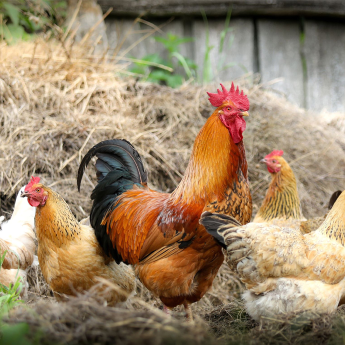 Poules en libertés - VIVACO