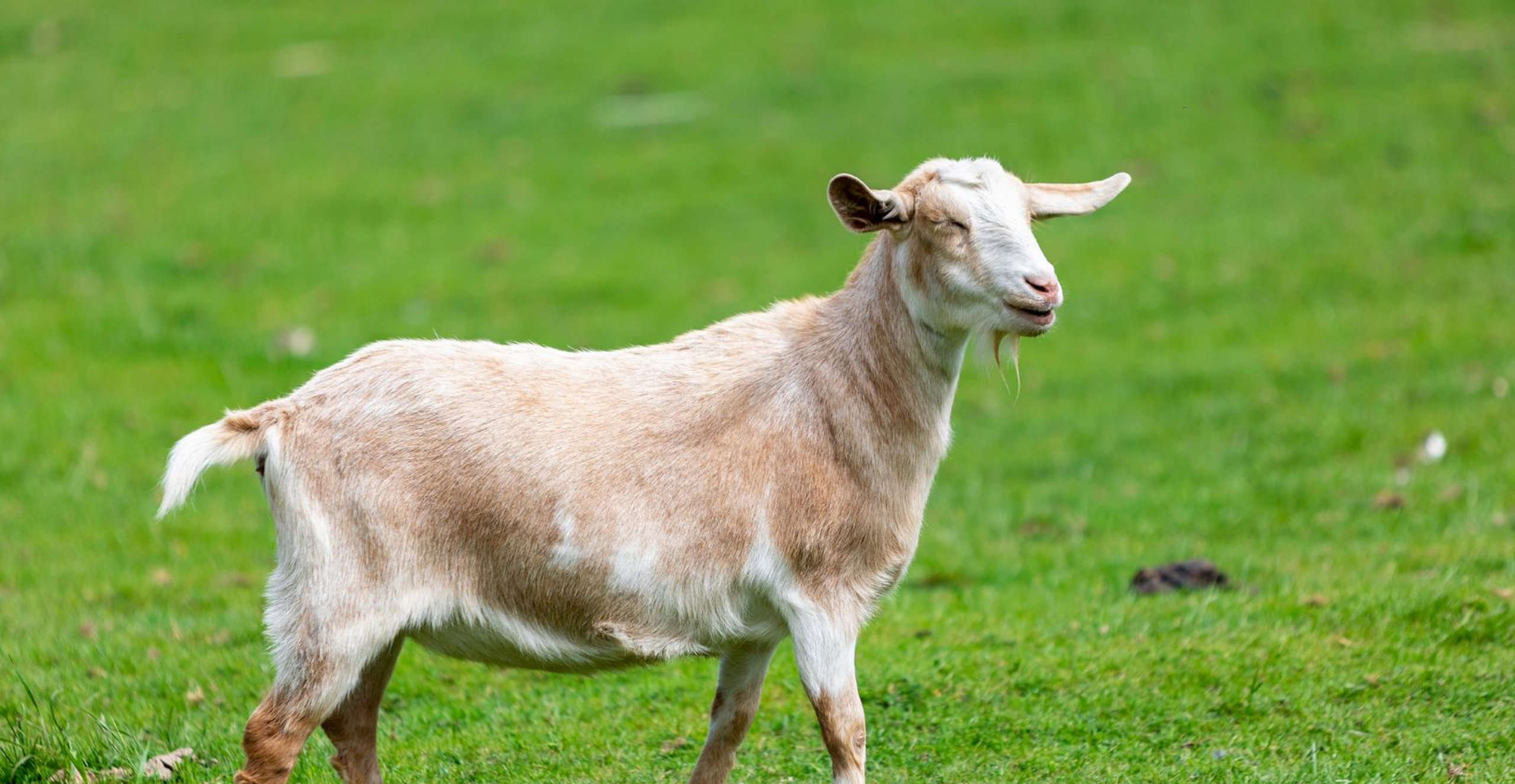 Production ovine, caprine et élevages spécialisés