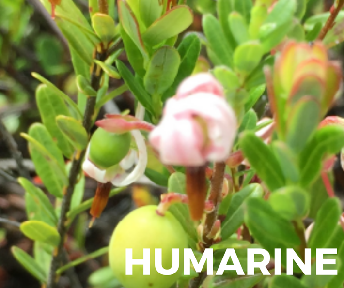 Engrais canneberge avec biostimulant – Sollio Vivaco