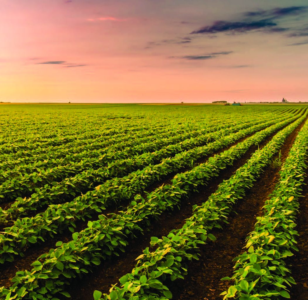 Nouvelle réglementation pour les semences enrobées de pesticides