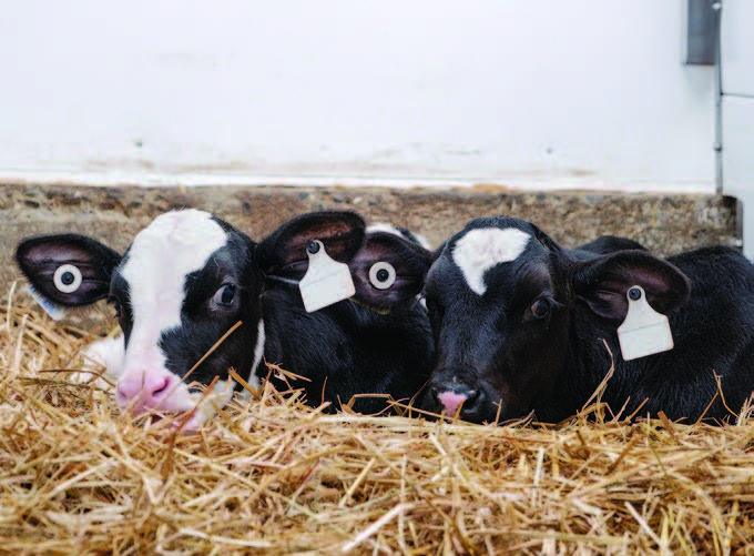 Les lactoremplaceurs : mieux que le lait de vache pour les veaux?