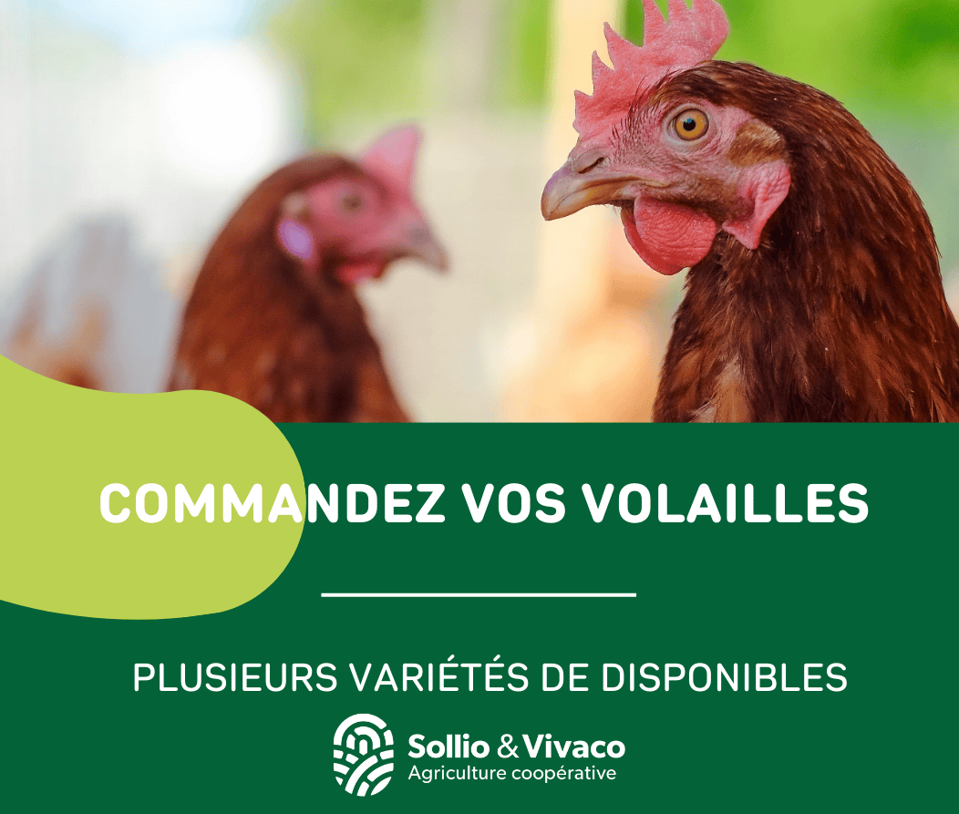 Vente volailles 2026